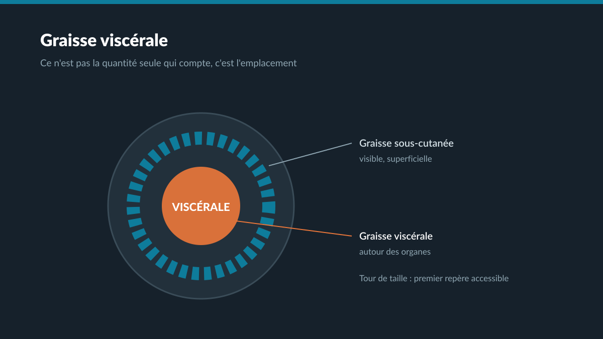Coupe abdominale montrant la graisse viscérale autour des organes et la graisse sous-cutanée